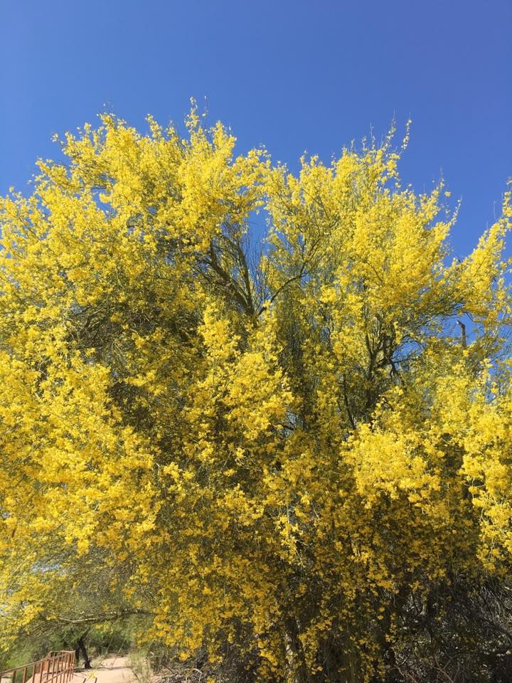 Palo verde trees